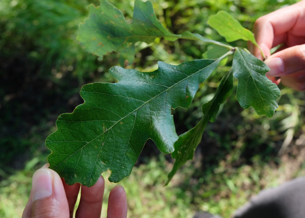 Quiz :Saurez-vous identifier cet arbre à sa feuille ? 