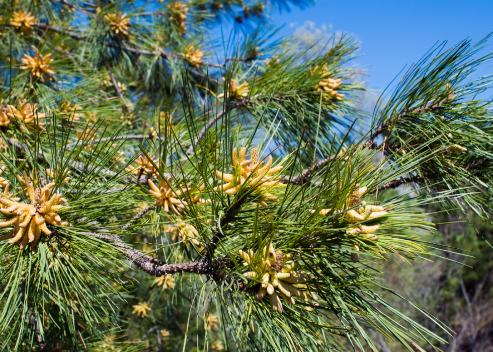 Quiz :Saurez-vous identifier cet arbre à sa feuille ? 