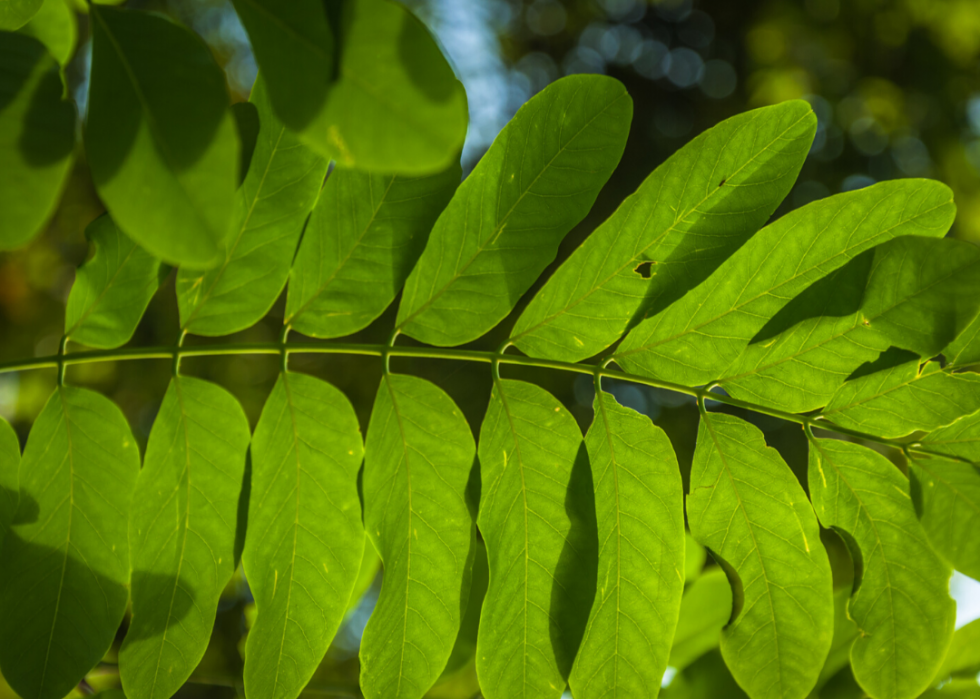 Quiz :Saurez-vous identifier cet arbre à sa feuille ? 