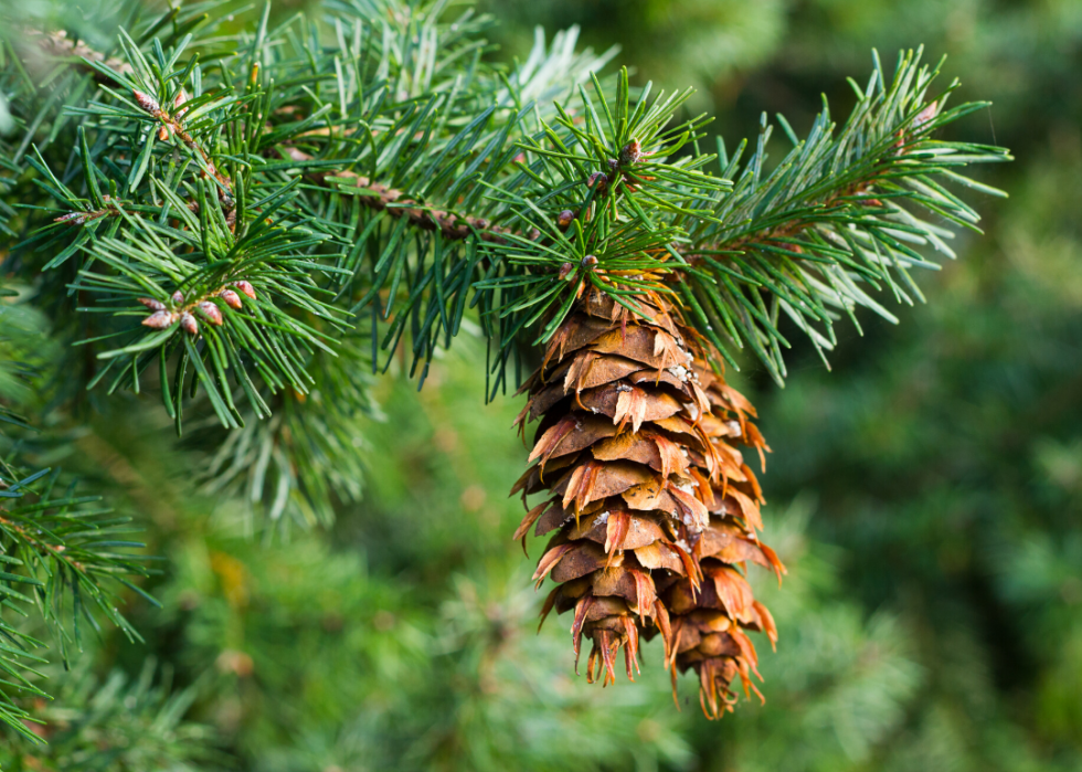 Quiz :Saurez-vous identifier cet arbre à sa feuille ? 