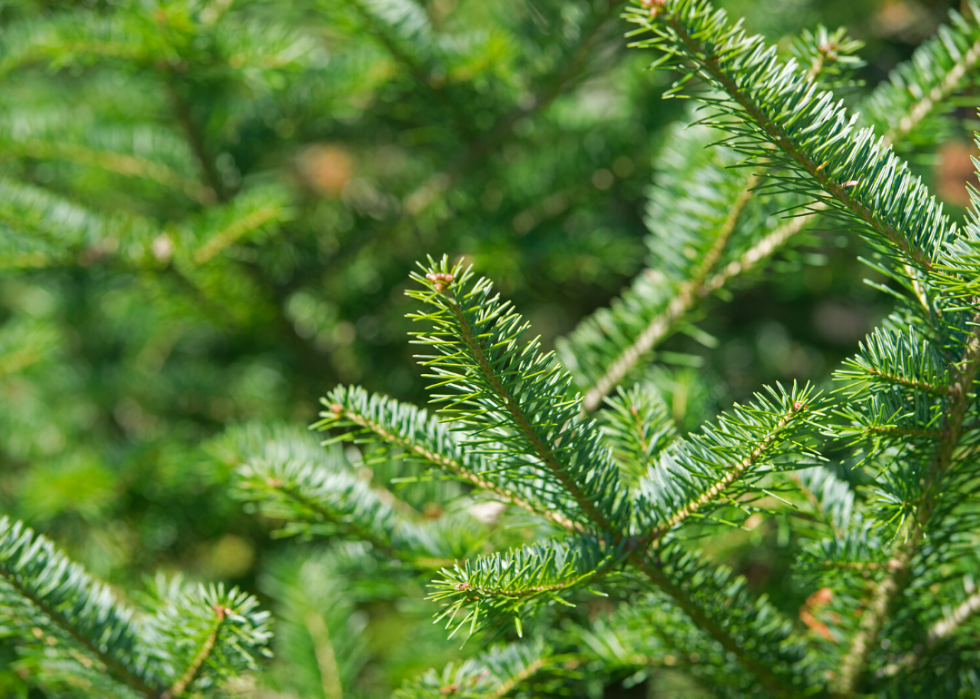 Quiz :Saurez-vous identifier cet arbre à sa feuille ? 