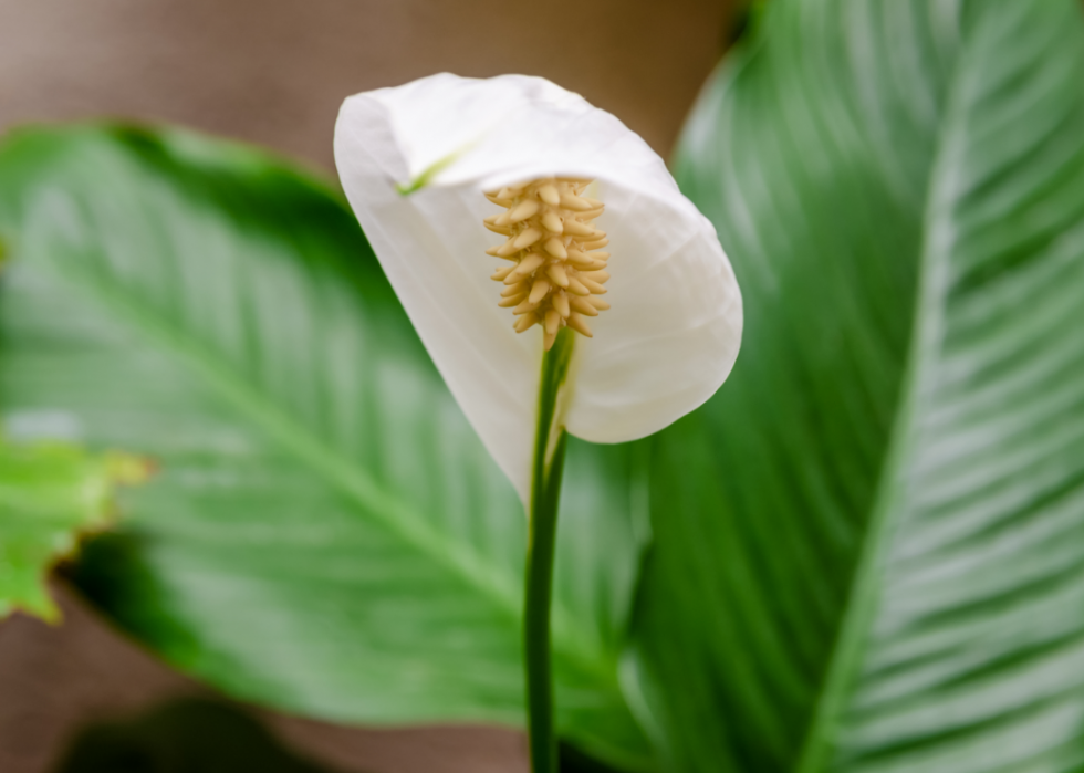 20 plantes d intérieur de départ que tout le monde peut garder en vie 