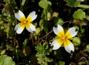 Plantes en voie de disparition à surveiller dans chaque état 