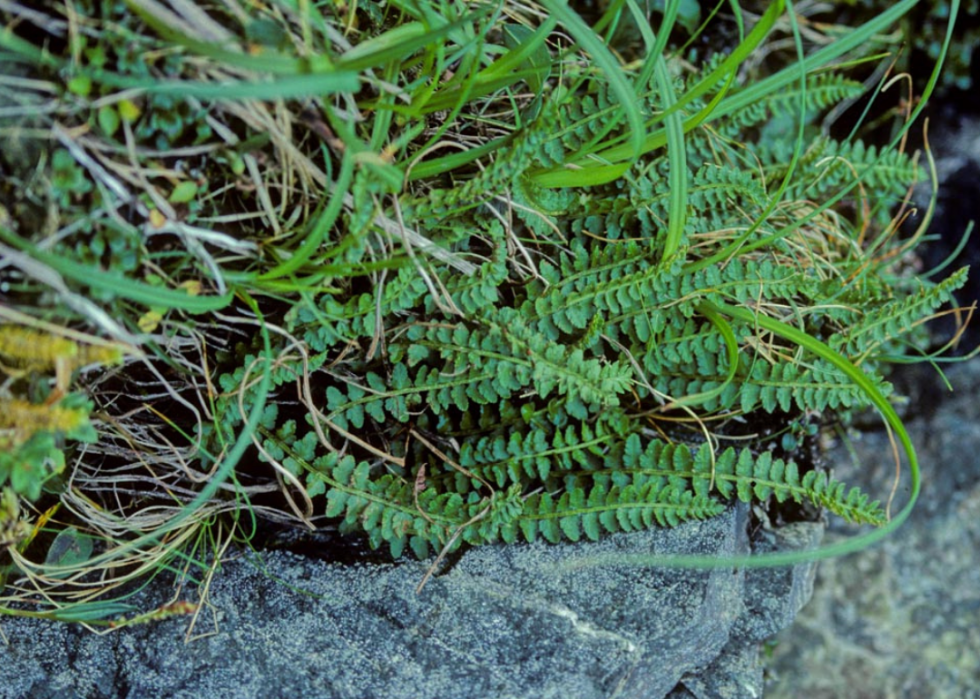 Plantes en voie de disparition à surveiller dans chaque état 