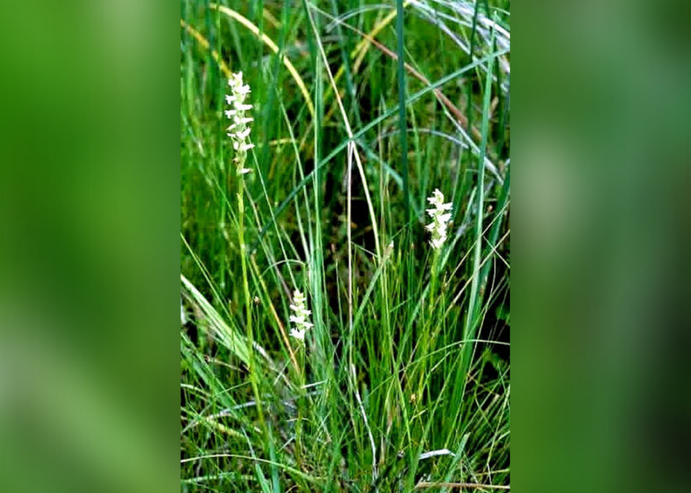 Plantes en voie de disparition à surveiller dans chaque état 