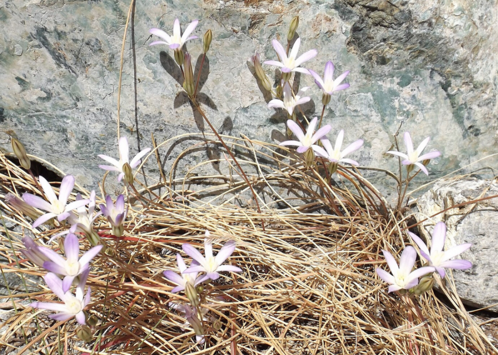 Plantes en voie de disparition à surveiller dans chaque état 