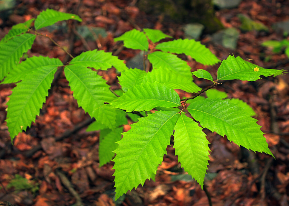 Plantes en voie de disparition à surveiller dans chaque état 