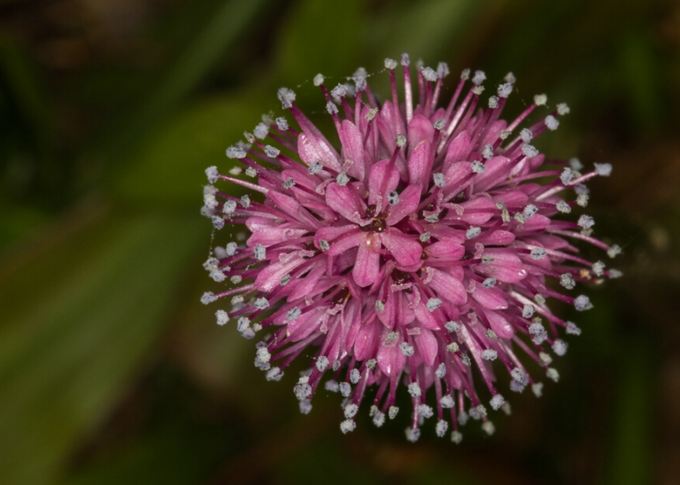 Plantes en voie de disparition à surveiller dans chaque état 