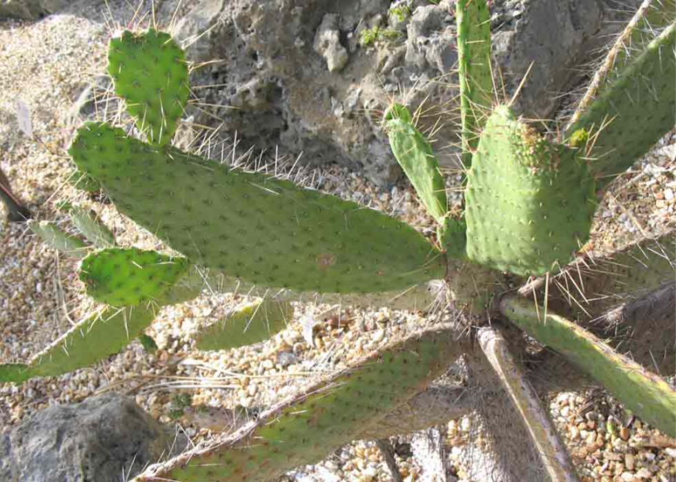 Plantes en voie de disparition à surveiller dans chaque état 