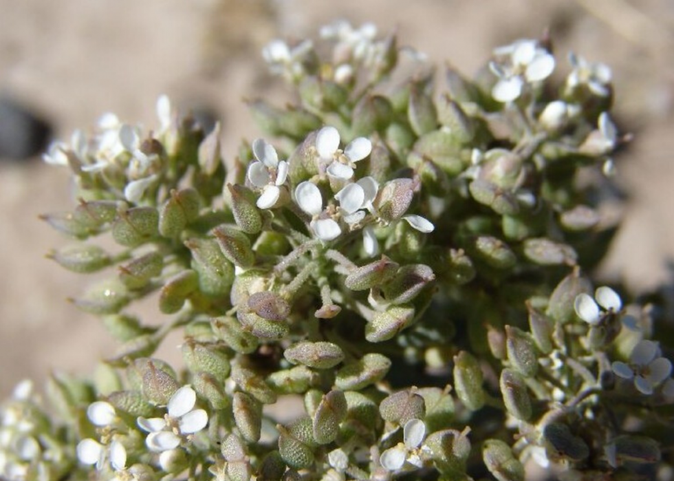 Plantes en voie de disparition à surveiller dans chaque état 