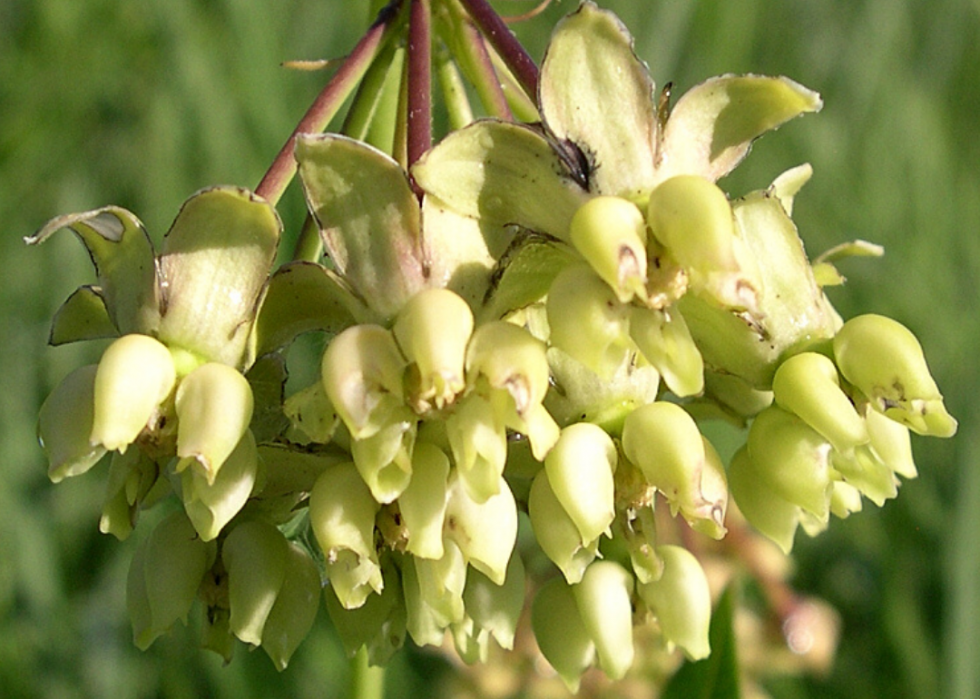 Plantes en voie de disparition à surveiller dans chaque état 