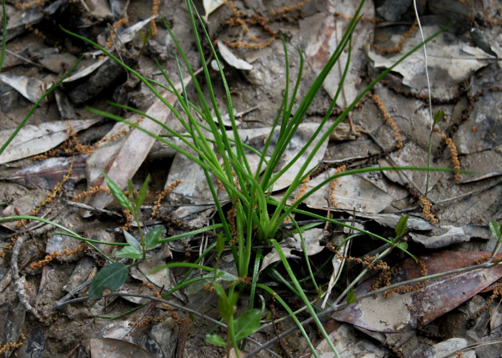 Plantes en voie de disparition à surveiller dans chaque état 