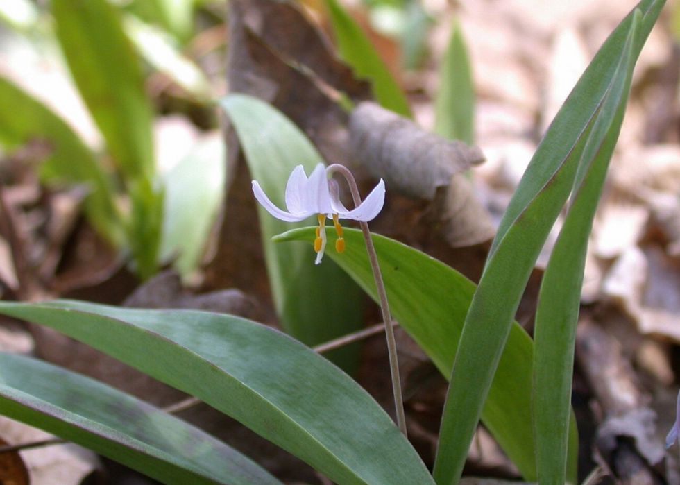 Plantes en voie de disparition à surveiller dans chaque état 