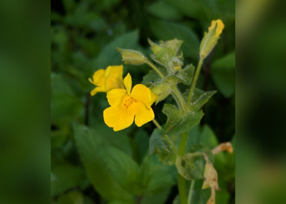 Plantes en voie de disparition à surveiller dans chaque état 