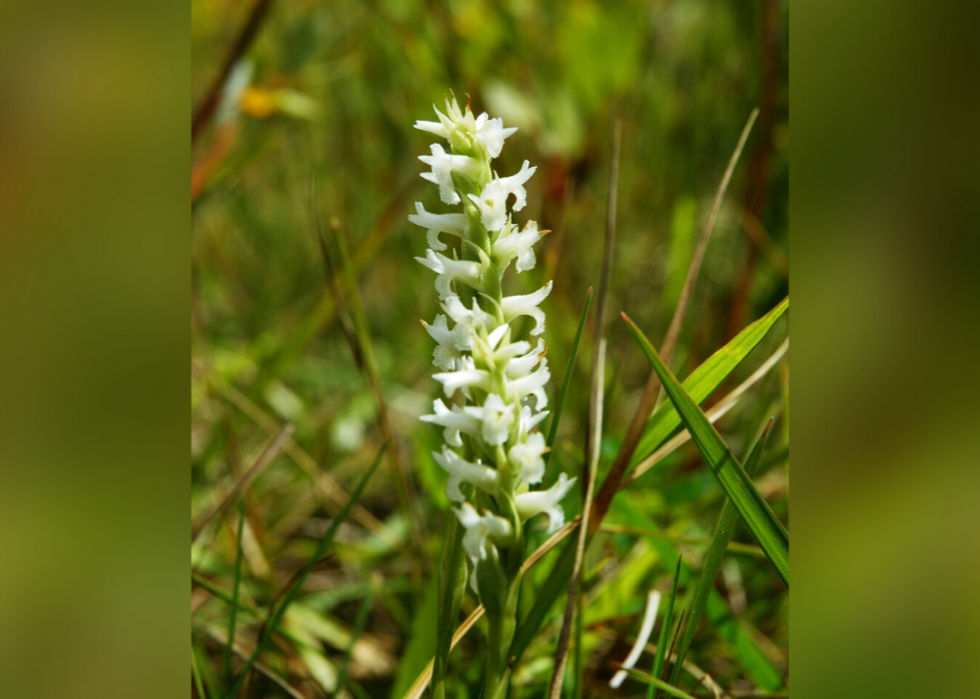 Plantes en voie de disparition à surveiller dans chaque état 