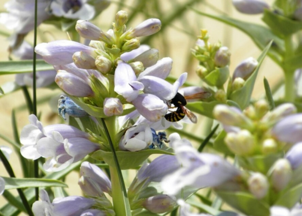 Plantes en voie de disparition à surveiller dans chaque état 