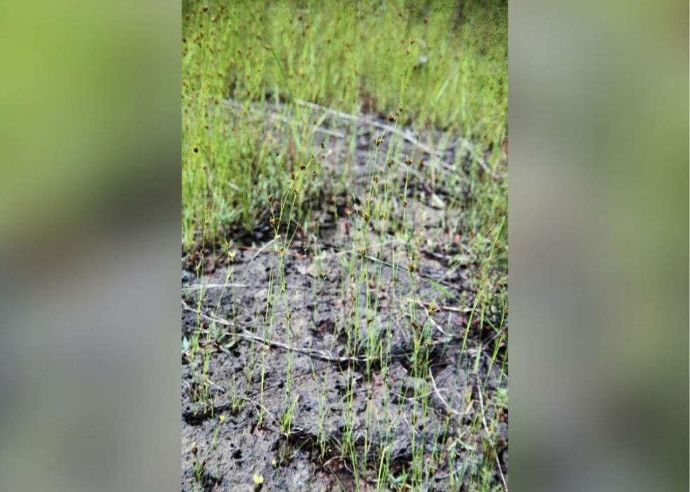 Plantes en voie de disparition à surveiller dans chaque état 