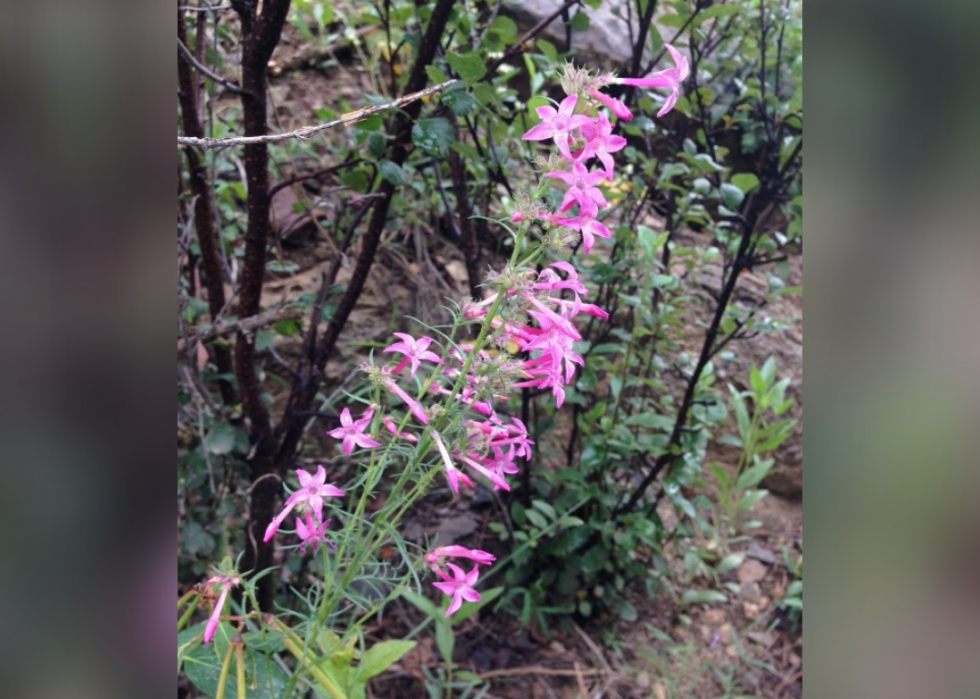 Plantes en voie de disparition à surveiller dans chaque état 