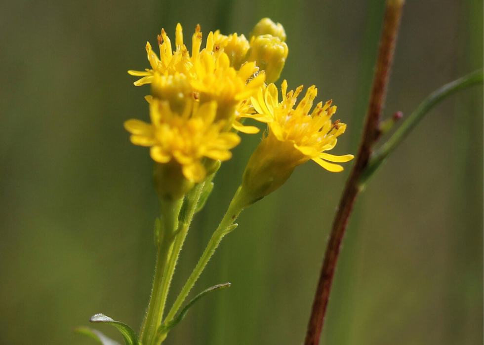 Plantes en voie de disparition à surveiller dans chaque état 