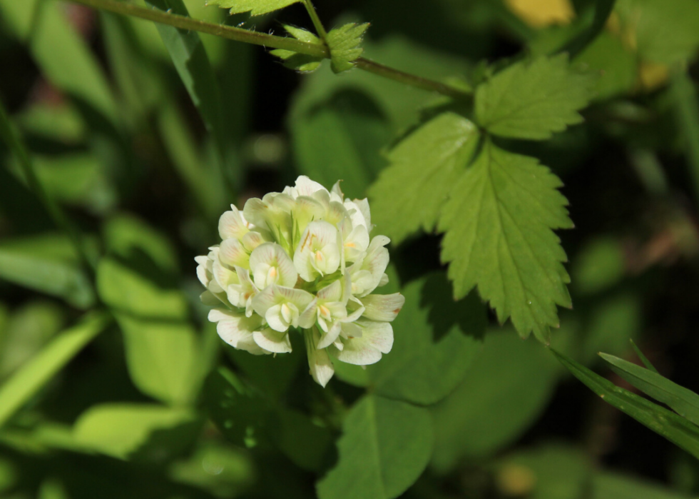 Plantes en voie de disparition à surveiller dans chaque état 