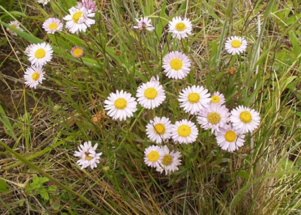 Plantes en voie de disparition à surveiller dans chaque état 