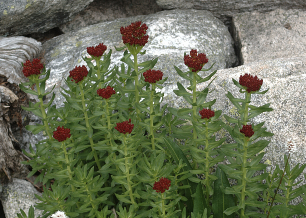 Plantes en voie de disparition à surveiller dans chaque état 