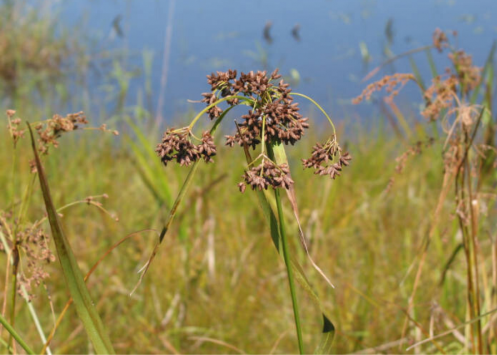 Plantes en voie de disparition à surveiller dans chaque état 