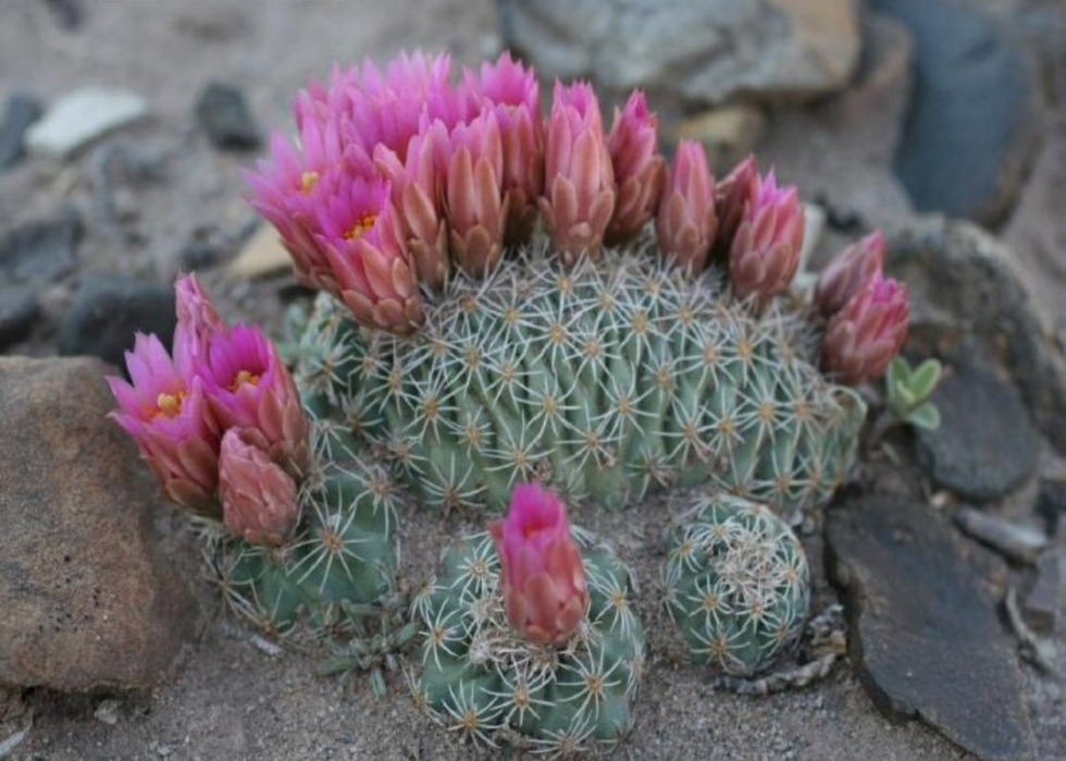 Plantes en voie de disparition à surveiller dans chaque état 