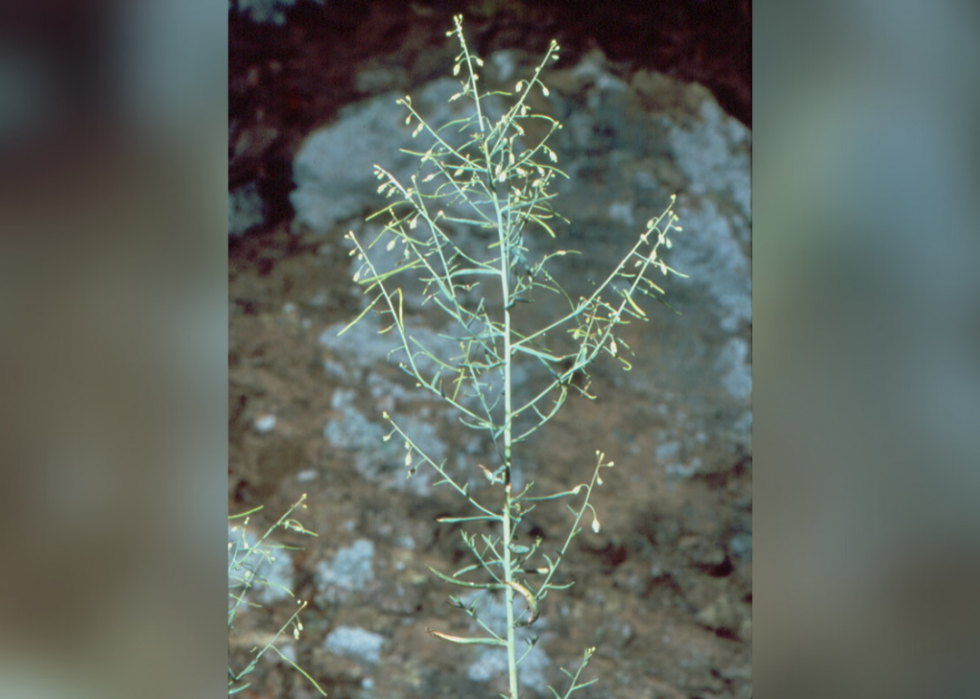 Plantes en voie de disparition à surveiller dans chaque état 