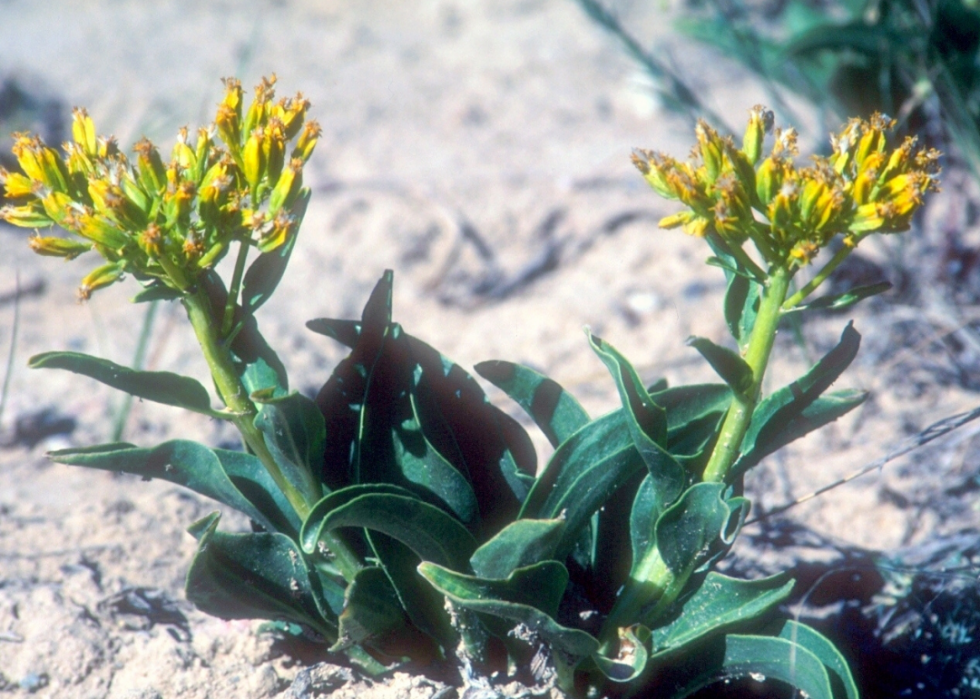 Plantes en voie de disparition à surveiller dans chaque état 