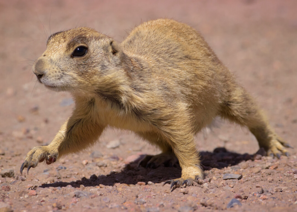 25 animaux en voie de disparition qui ne vivent qu en Amérique 