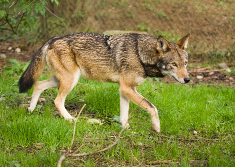 25 animaux en voie de disparition qui ne vivent qu en Amérique 