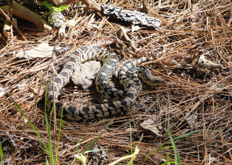 25 animaux en voie de disparition qui ne vivent qu en Amérique 