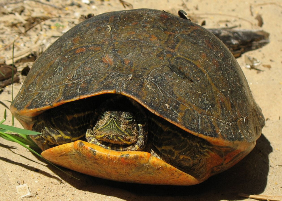 25 animaux en voie de disparition qui ne vivent qu en Amérique 