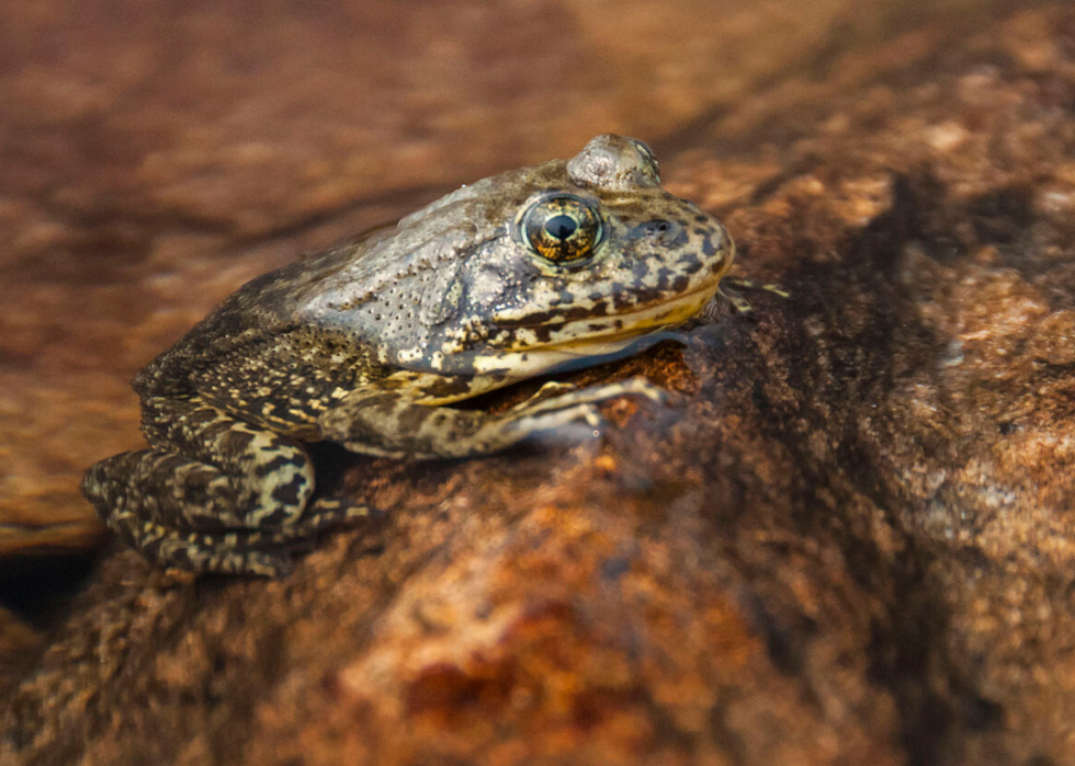 25 animaux en voie de disparition qui ne vivent qu en Amérique 