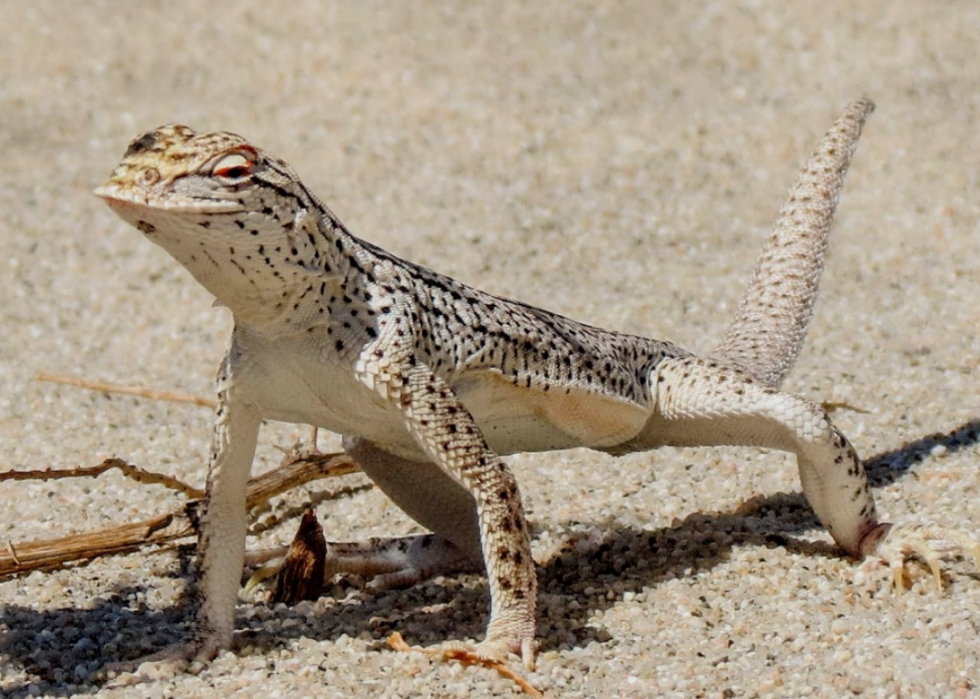 25 animaux en voie de disparition qui ne vivent qu en Amérique 