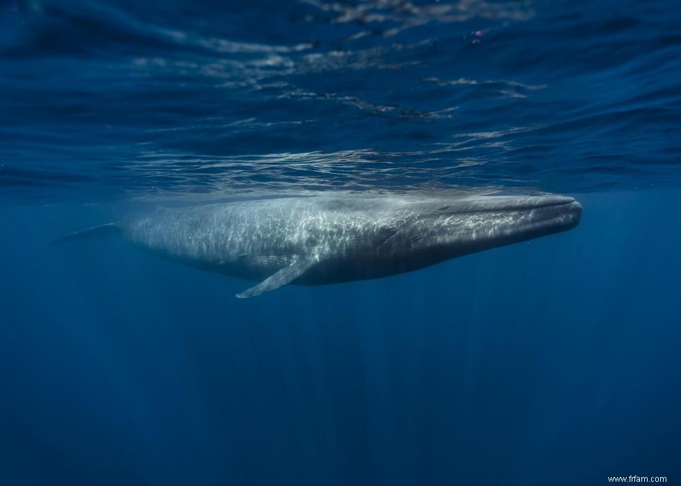 Les plus gros animaux du monde 