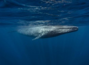 Les plus gros animaux du monde 