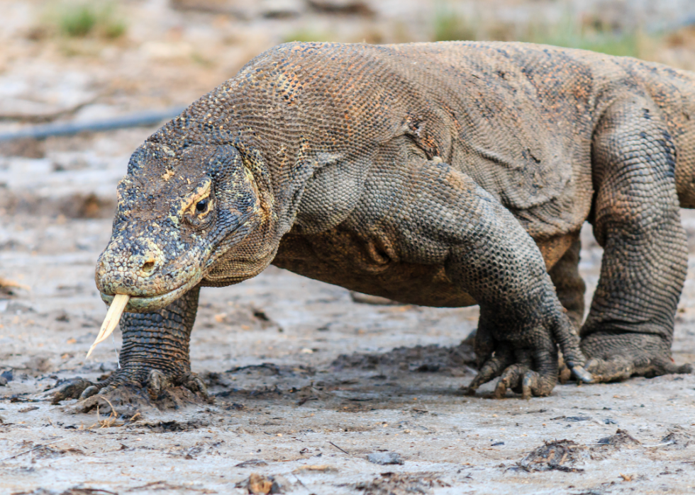 Les plus gros animaux du monde 