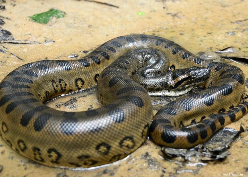 Les plus gros animaux du monde 