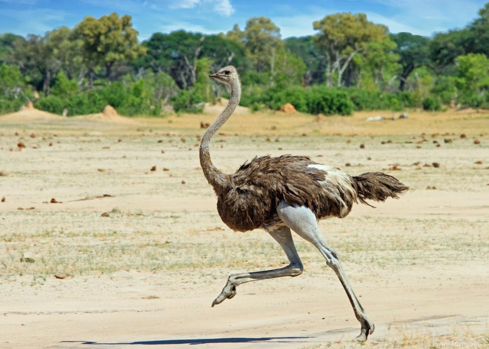 Les plus gros animaux du monde 