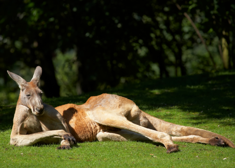 Les plus gros animaux du monde 