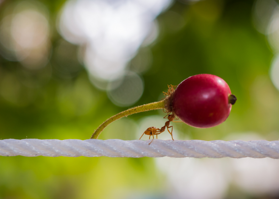 Pourquoi les girafes ont-elles un long cou ? Réponses à 25 questions sur l évolution animale 