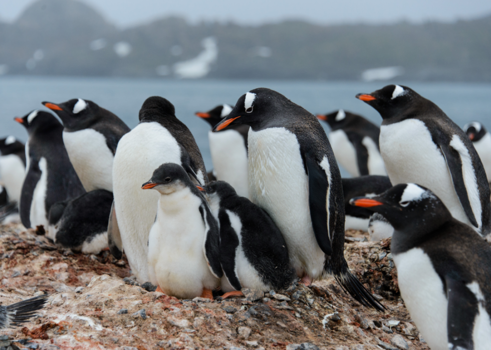 Pingouins :25 faits fascinants sur ces amis incapables de voler 