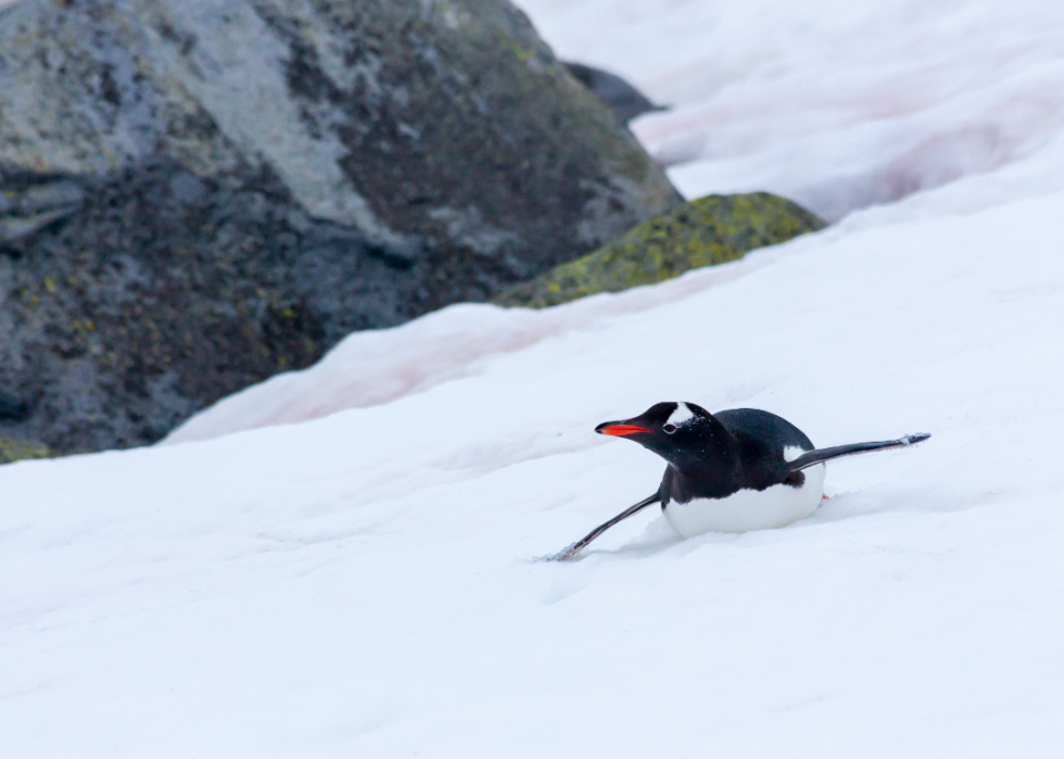 Pingouins :25 faits fascinants sur ces amis incapables de voler 