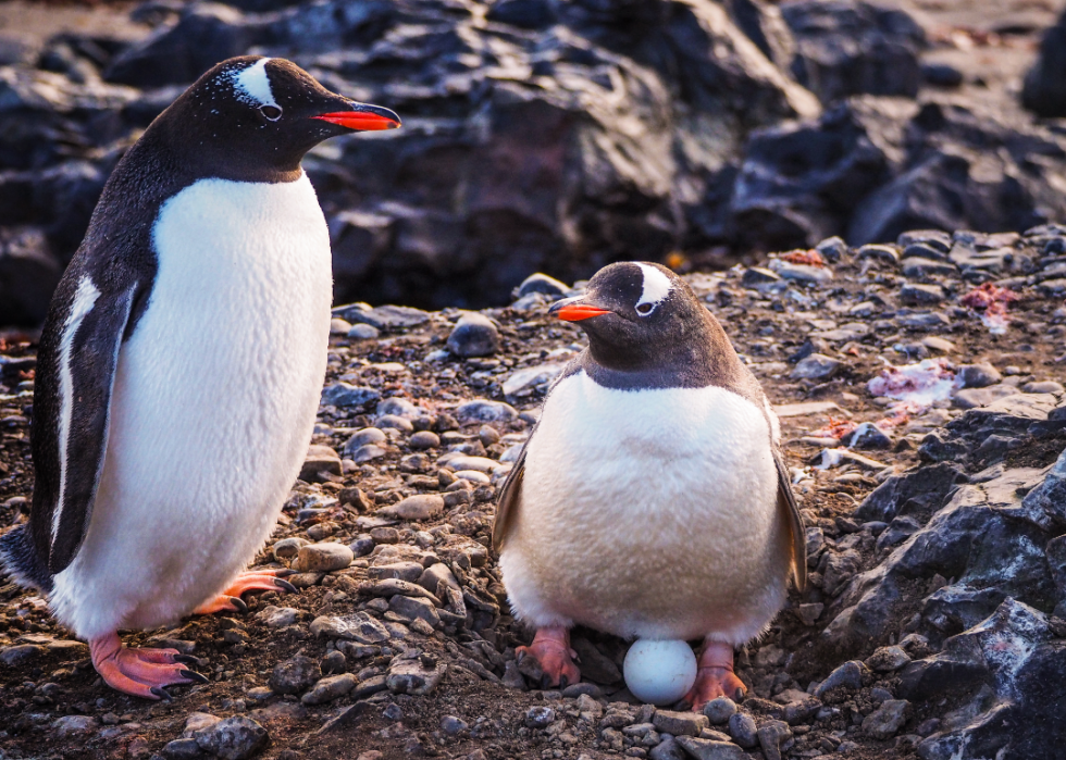 Pingouins :25 faits fascinants sur ces amis incapables de voler 