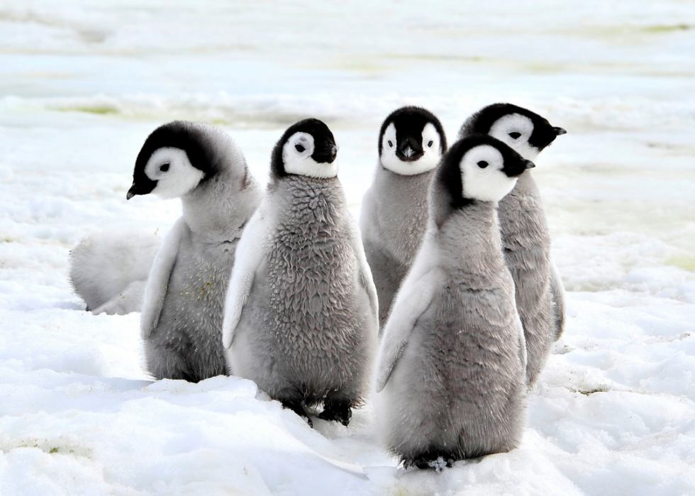 Pingouins :25 faits fascinants sur ces amis incapables de voler 