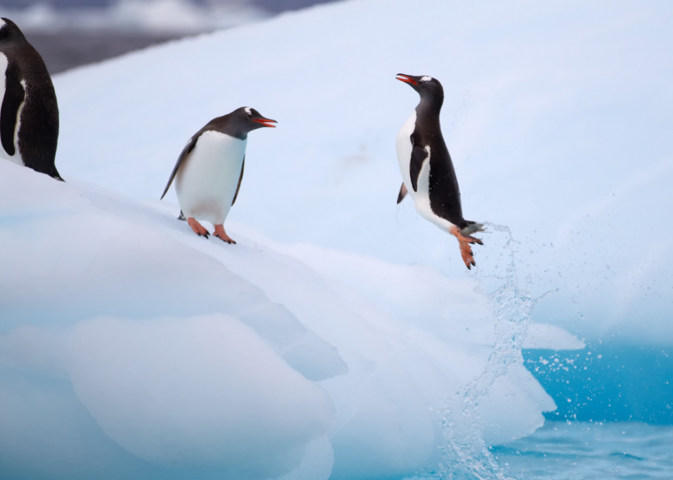 Pingouins :25 faits fascinants sur ces amis incapables de voler 