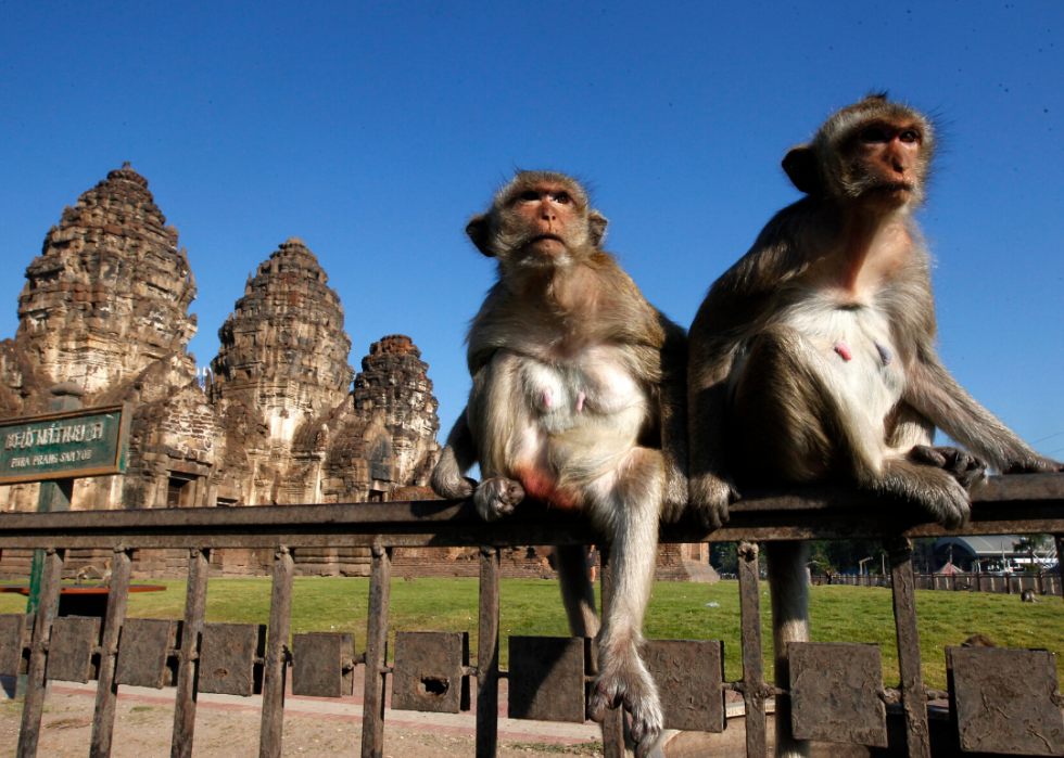 Comment les animaux du monde entier réagissent au COVID-19 