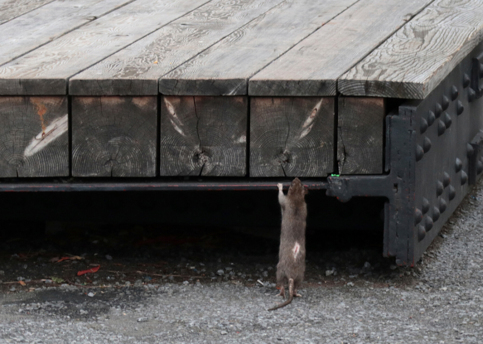 Comment les animaux du monde entier réagissent au COVID-19 